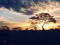 Serengeti N.P.